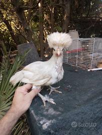 Galline ornamentali