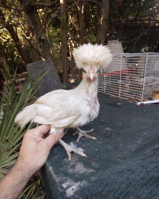 Galline ornamentali