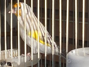 Cardellino Mayor opale e portatore di opale