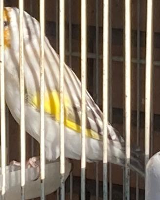 Cardellino Mayor opale e portatore di opale