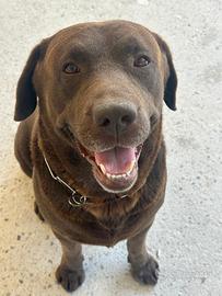 Labrador per monte