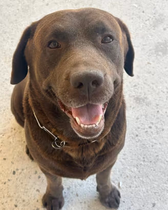 Labrador per monte