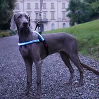 Pettorina Luminosa impermeabile carica USB fino a