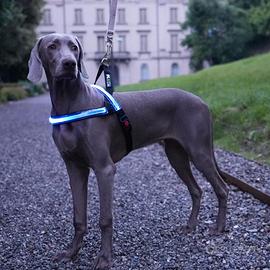 Pettorina Luminosa impermeabile carica USB fino a