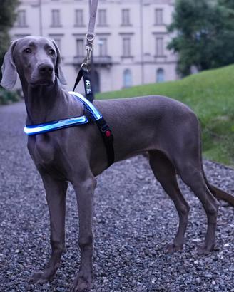 Pettorina Luminosa impermeabile carica USB fino a