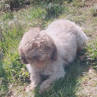 Lagotto tartufi