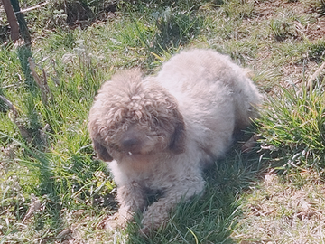 Lagotto tartufi