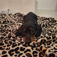 Cucciola di bassotto nano