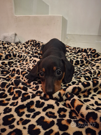 Cucciola di bassotto nano