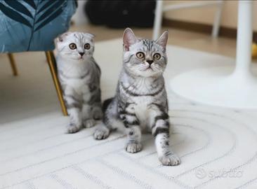 Gattini British scottish Fold adorabili