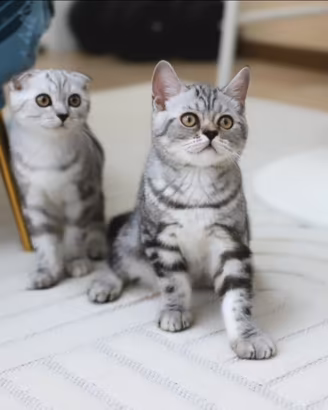 Gattini British scottish Fold adorabili