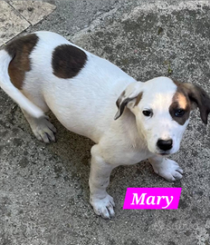 Mary pallina di pelo aspettano una famiglia d'ama