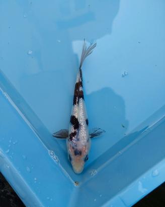 Carpa koi tosai shiro utsuri ginrin