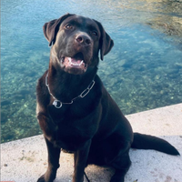 Cane labrador retriver chiocciolato 2 anni