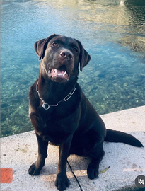 Cane labrador retriver chiocciolato 2 anni