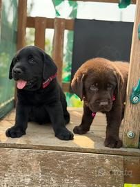 Labrador