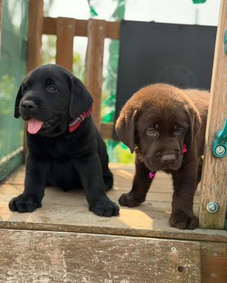 Labrador