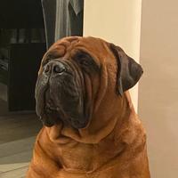Bullmastiff