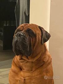 Bullmastiff