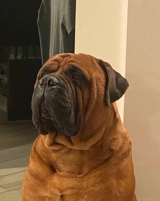 Bullmastiff