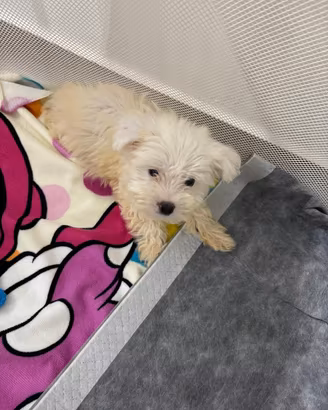 Maltese