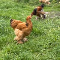 Galine brahma ornamentale