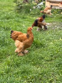 Galine brahma ornamentale