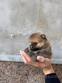 Spitz della Pomerania Mini Toy