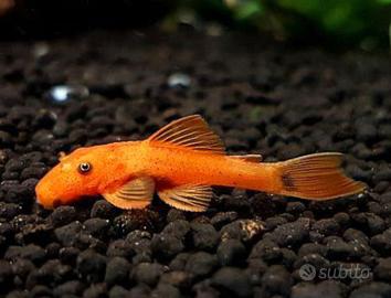 Pulitori Ancistrus super red