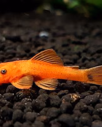Pulitore Ancistrus super red
