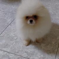 Spitz Pomerania nano cucciolo