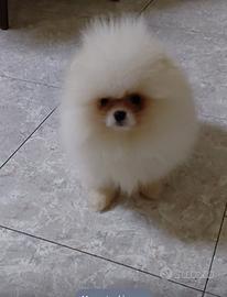 Spitz Pomerania nano cucciolo