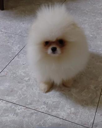 Spitz Pomerania nano cucciolo