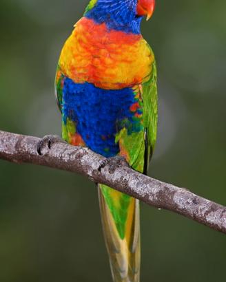 Pappagalli