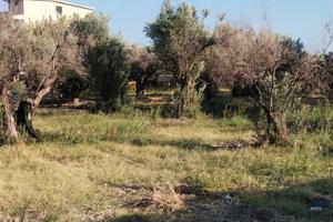 Terreno edificabile Via dellA SOLIDARIETà