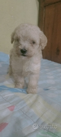 Maltipoo. Cuccioli