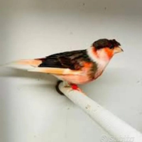 Canari arlecchini e ciuffati