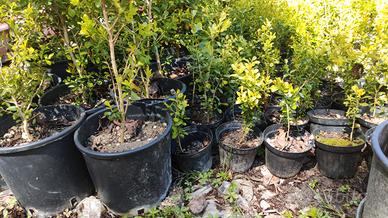 siepe sempreverde bosso