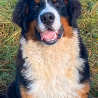 Bovaro del bernese maschio
