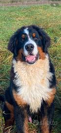 Bovaro del bernese maschio