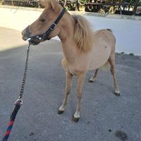 Pony femmina