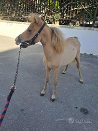Pony femmina