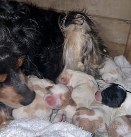 Cuccioli breton épagneul