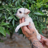 Chihuahua mini min toy