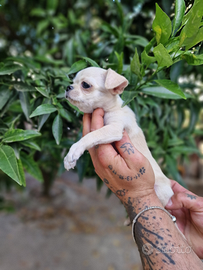 Chihuahua mini min toy