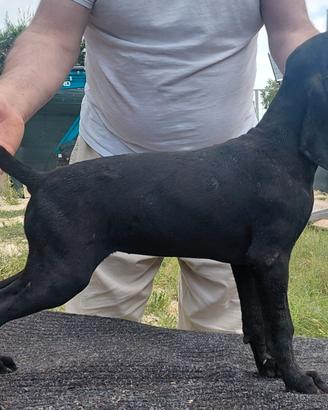 Cane da caccia kurzhaar bracco tedesco