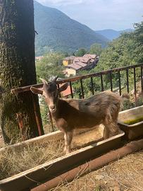 Capretta maschio