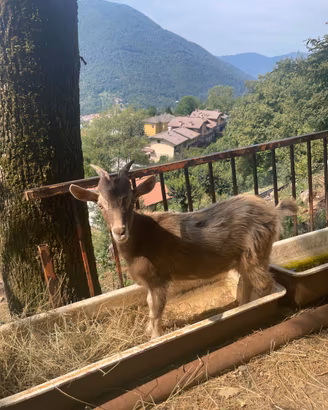 Capretta maschio