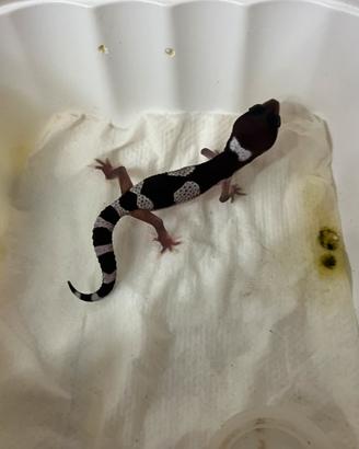 Gechi leopardini