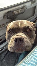 American bully